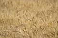 Wheat Triticum aestivum Crop Ready to Harvest Closeup Shot Royalty Free Stock Photo