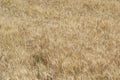 Wheat Triticum aestivum Crop Ready to Harvest Royalty Free Stock Photo