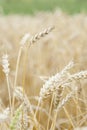 Wheat (Triticum) Crop Ready For Harvest. Royalty Free Stock Photo