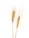 Wheat (Triticum spp.)