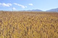 Wheat under the blue sky