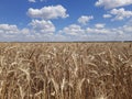 Wheat under the sky