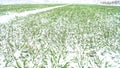 Wheat under the snow, full extent of agricultural field of winter, farmland
