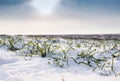 Wheat under snow