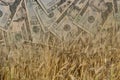 Wheat and US Dollars or Money or currency in double exposure shot, demonstrating earnings or spend in Agriculture Royalty Free Stock Photo