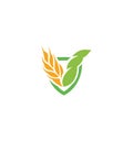 Wheat vector grain icon Isolated abstract orange color wheat ear hearldic logo. Nature element logotype. Agricultural