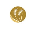 Wheat vector icon