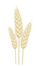 Wheat vector illustration