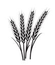 Wheat vector plant grain icon illustration. Wheat field harvest design agriculture