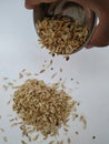 Wheat and Waste of Shell holding in a hand and cup dropping from top. Wheat scattered and texture  on white background Royalty Free Stock Photo
