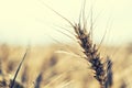 Wheat. Wheat closeup. Toned photo