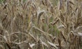 Wheat on a wheat-field Royalty Free Stock Photo