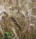 Wheat on a wheat-field Royalty Free Stock Photo