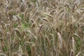Wheat on a wheat-field Royalty Free Stock Photo