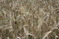 Wheat on a wheat-field Royalty Free Stock Photo