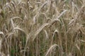 Wheat on a wheat-field Royalty Free Stock Photo