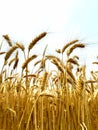 Wheat wheat crop wheatfield agriculture bihar india farm zero tillage