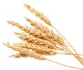 Wheat on white Royalty Free Stock Photo