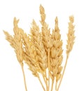 Wheat on white Royalty Free Stock Photo