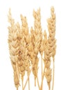 Wheat on white Royalty Free Stock Photo