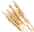 Wheat on white Royalty Free Stock Photo