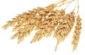 Wheat on white Royalty Free Stock Photo