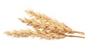 Wheat on white Royalty Free Stock Photo