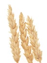 Wheat on white Royalty Free Stock Photo