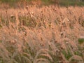 Golden wheat field in the the summer sun Royalty Free Stock Photo