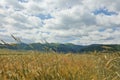 Wheat In The Wind Royalty Free Stock Photo