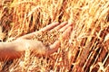 Wheat in woman's hand Royalty Free Stock Photo
