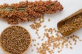 Wheat in wooden spoon, branch sorgo and buckwheat on white background Royalty Free Stock Photo