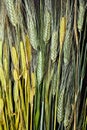 Wheat on wooden table