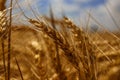 Wheat yarn with the richness of the earth. Royalty Free Stock Photo