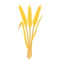 Wheat yellow ears with leaves. Stems of cereal plants. Oat harvest.
