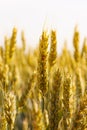 Wheat Royalty Free Stock Photo