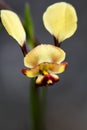 Wheatbelt Wildflowers Donkey Orchid Royalty Free Stock Photo