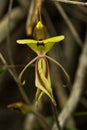 Wheatbelt Wildflowers Jack in a Box Orchid Royalty Free Stock Photo
