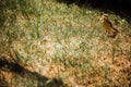 Wheatear bird on green grass