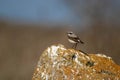 Wheatear bird Oenanthe oenanthe on a stone