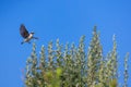 Wheatear bird passerine flying over blooming tree with grasshopper in beak