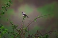 Wheatear bird passerine standing on a blooming tree branch