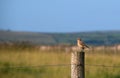 Wheatear bird, on post. Devon, UK. Oenanthe oenanthe.