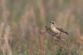 Wheatear or Oenanthe oenanthe sitting on a branch Royalty Free Stock Photo