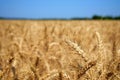 Wheatear in the summertime on a field of wheat before harvest Royalty Free Stock Photo