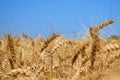 Wheatear in the summertime on a field of wheat before harvest 3 Royalty Free Stock Photo