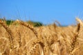 Wheatear in the summertime before harvest with blue sky Royalty Free Stock Photo