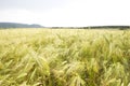 A field of golden yellow wheat Royalty Free Stock Photo