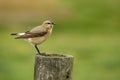 Wheatears Royalty Free Stock Photo