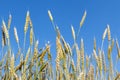 Wheatears on the background of the blue sky